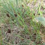 Dianthus carthusianorum Habit