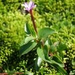 Epilobium alsinifolium Celota