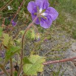 Phacelia parryi Hábito