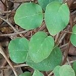 Fuchsia procumbens List