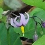 Solanum dulcamara Flower