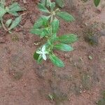 Glinus oppositifolius Flower