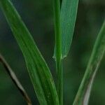 Milium effusum Blad