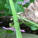 Malva verticillata Casca