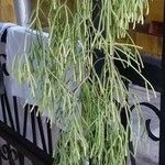 Rhipsalis clavata পাতা