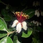 Feijoa sellowiana Flower