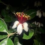 Feijoa sellowiana 花