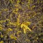 Forsythia suspensa Kvet