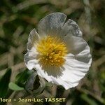 Ranunculus amplexicaulis Flower