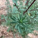 Bassia hyssopifolia 叶