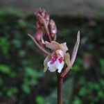 Oeceoclades maculata Virág