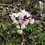 Prunus armeniaca Кветка