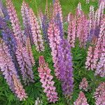 Lupinus polyphyllus Plante entière