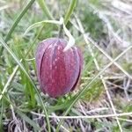 Fritillaria tubaeformis Õis