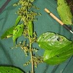 Chamissoa altissima その他の提案