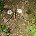 Bellis rotundifolia Habit