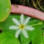 Nymphoides indica Кветка