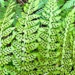 Dryopteris expansa