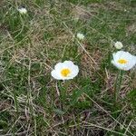 Ranunculus alpestris Flower