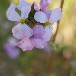 Erucaria hispanica Flor