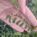 Sanguisorba minor Fuelha