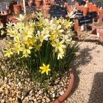 Narcissus × perezlarae Flor
