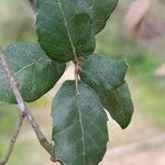 Quercus suber Φύλλο