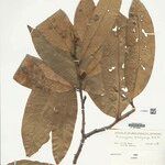 Anaxagorea brachycarpa Levél