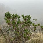 Baccharis prunifolia Hábito