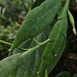 Epiphyllum oxypetalum Leaf