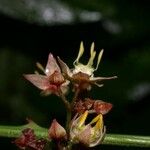 Byttneria aculeata Flower