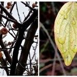 Diospyros lotus Fruit