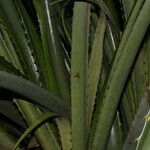 Bromelia karatas পাতা