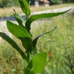 Lepidium campestre Yaprak