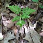 Botrychium virginianum Leaf