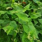 Fagopyrum tataricum Blüte