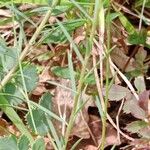 Linum tenuifolium Leaf