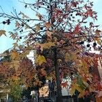 Liquidambar formosana برگ