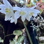 Urceolina × grandiflora Cvet