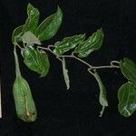 Aristolochia translucida Muu