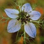 Nigella sativa ফুল