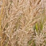 Calamagrostis arundinacea果實