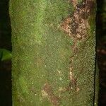 Poecilanthe hostmannii Corteza