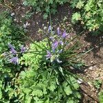 Camassia quamash عادت داشتن