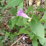 Strobilanthes attenuata Flower