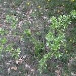 Pyrus elaeagrifolia 葉