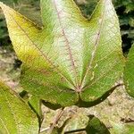 Dombeya erythroclada Leaf