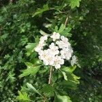 Crataegus laevigataFlower