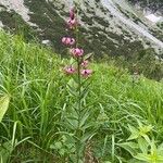 Lilium martagon Habit