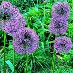 Allium nigrum ശീലം